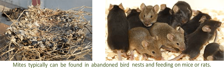 Bird And Rodent Mite Control And Exterminators Orange County