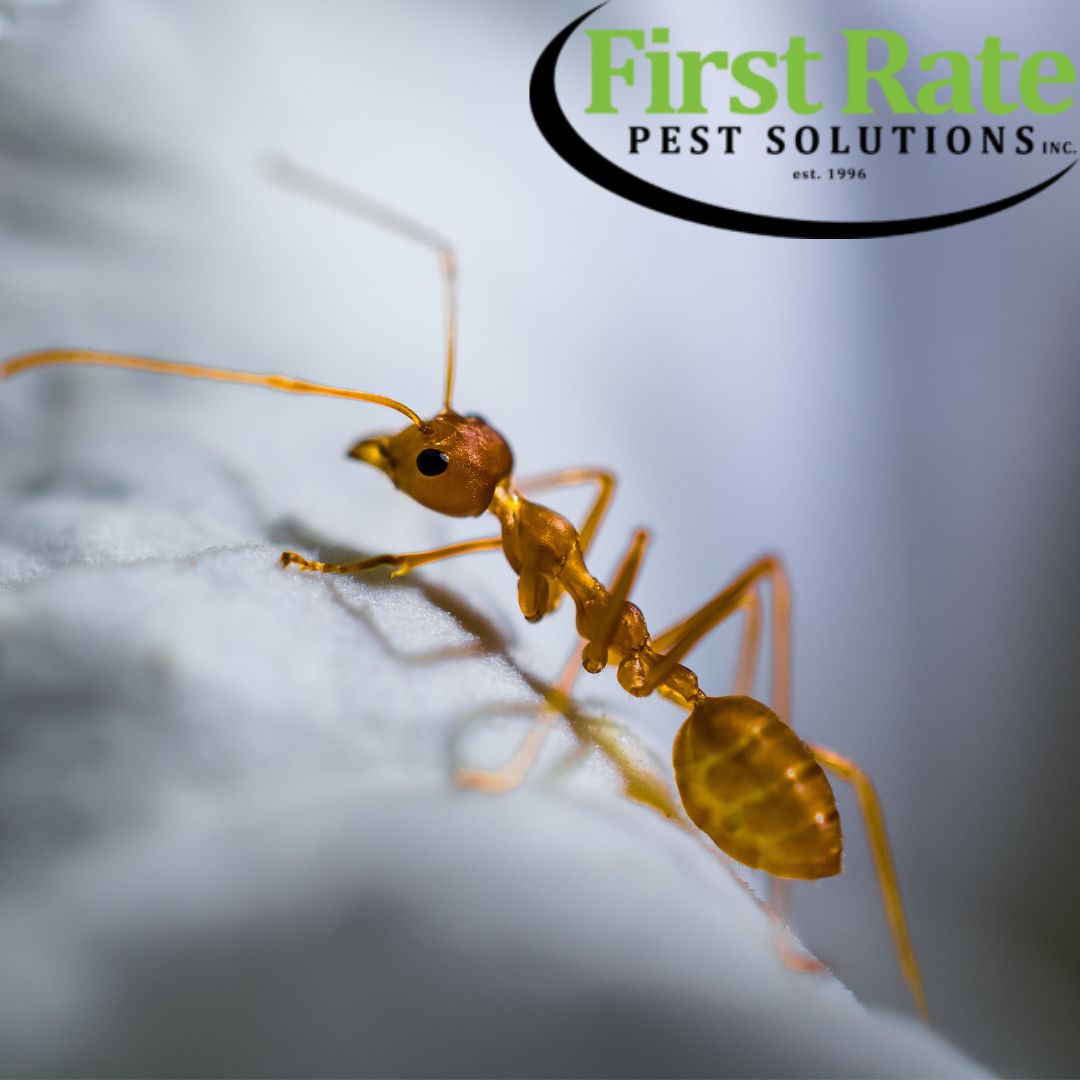 Bed Bug Exterminator Dallas